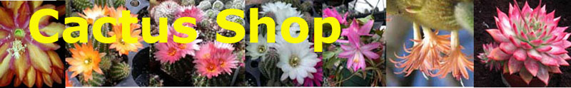 Cactus Shop Logo