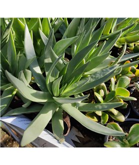 Dudleya lanceolata