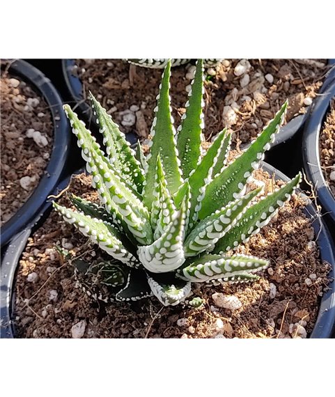 Haworthia fasciata f. Big Band 