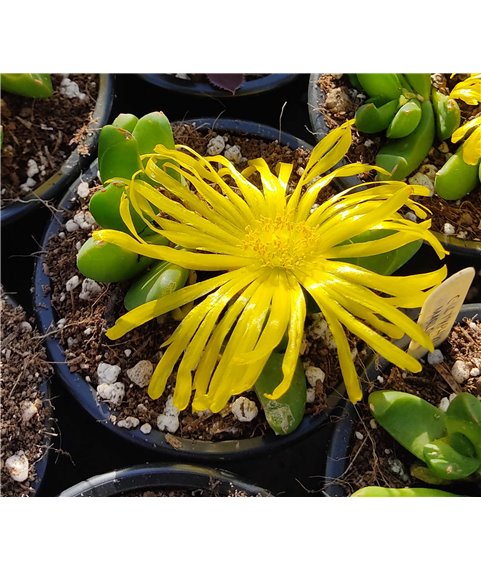 Glotiphyllum marlothii