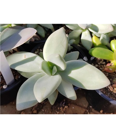 Pachyphytum werdermanniana