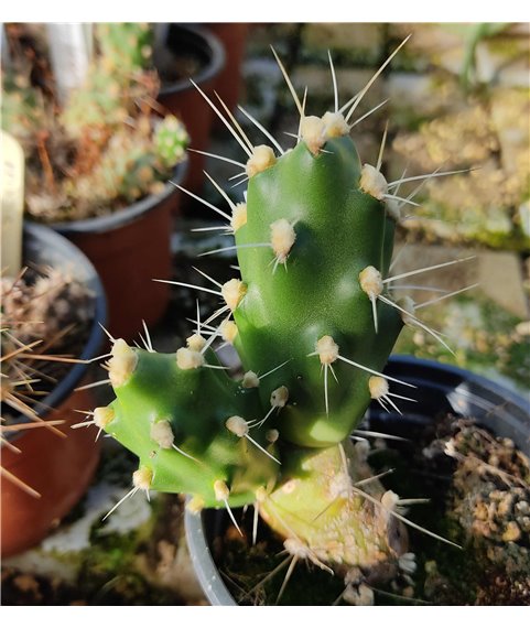 Austrocylindropuntia zehnderi albiareolata T123