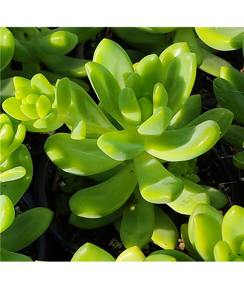 Sedeveria Wray's Rogue