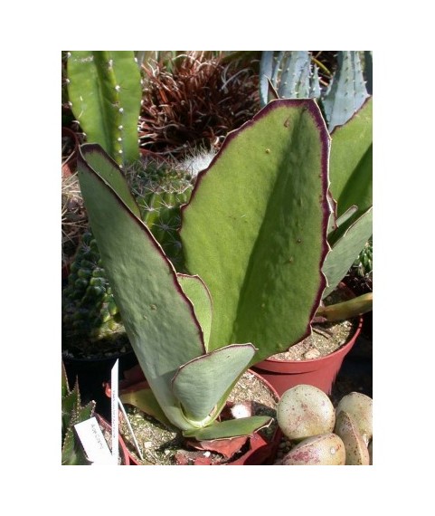 Kalanchoe synsepala