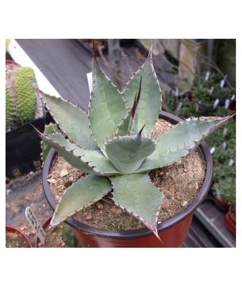 Agave havardiana