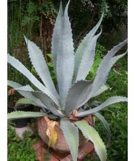 Agave americana v, protoamericana