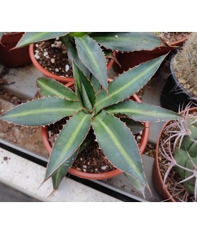 Agave lophantha 10cm