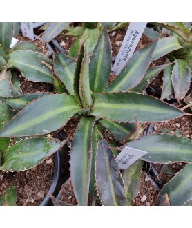 Agave lophantha 9cm
