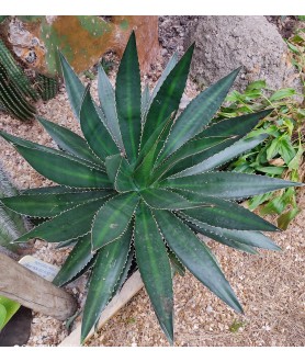 Agave lophantha
