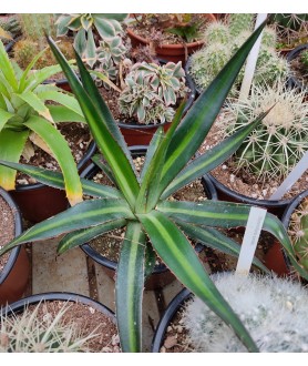 Agave lophantha13cm