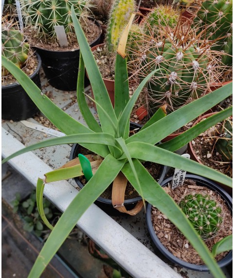 Agave bracteosa 10cm