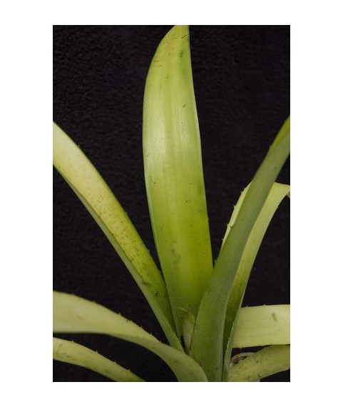 Billbergia nutans variegata Blondie