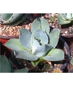Agave parryi