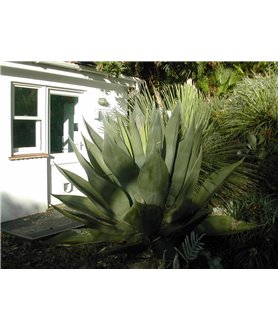 Agave salmiana ssp. crassispinuum