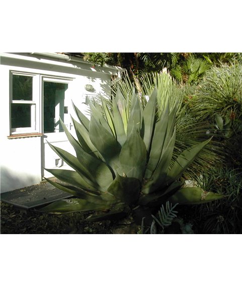 Agave salmiana ssp. crassispinuum
