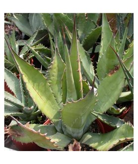 Agave salmiana