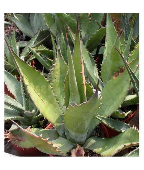 Agave salmiana