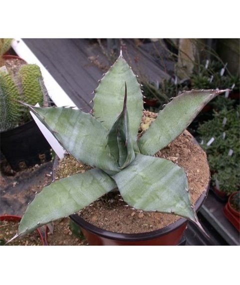 Agave salmiana v. ferox