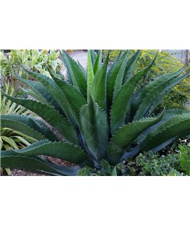 Agave salmiana v. ferox