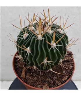 Stenocactus hastatus