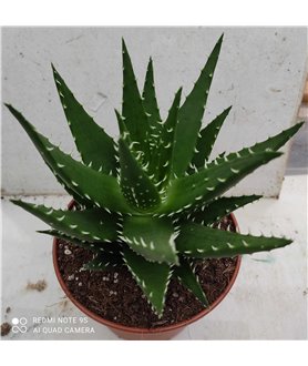 Aloe melanacantha Jaws