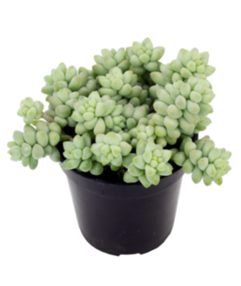 Sedum Burrito