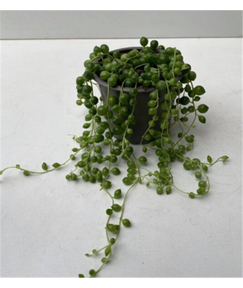 Senecio rowleyanus