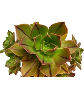 Aeonium leucoblepharum Aeonium leucoblepharum