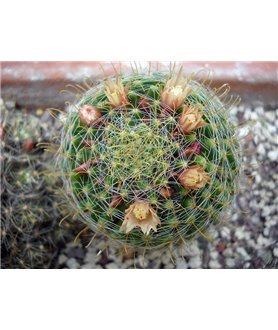Mammillaria wildii