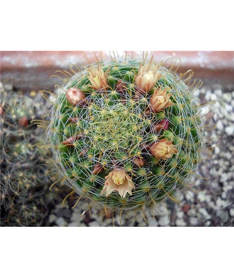Mammillaria wildii