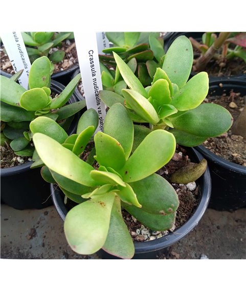 Crassula nudicaule platyphylla