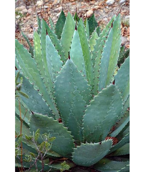 Agave maximiliana