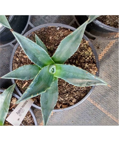 Agave montana