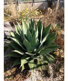 Agave montana
