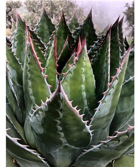 Agave montana