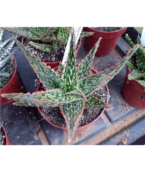 Aloe DZ 8cm