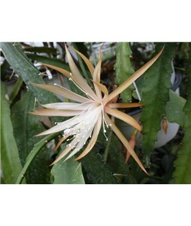 Epiphyllum Dietmar Paetz