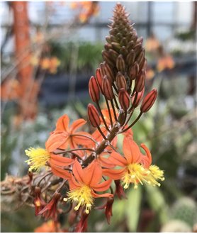 Bulbine frutescens Orange flowers