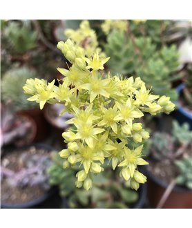 Sedeveria Wray's Rogue