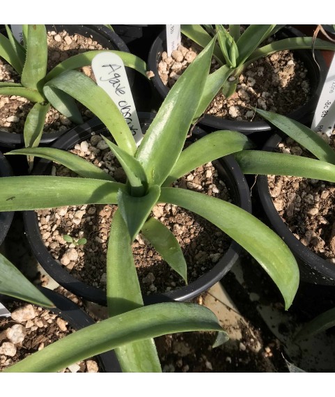 Agave obscura