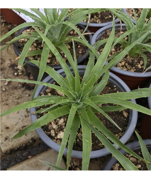 Puya berteroniana