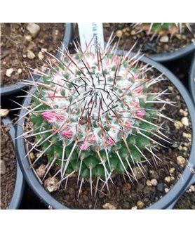 Mammillaria amajacensis