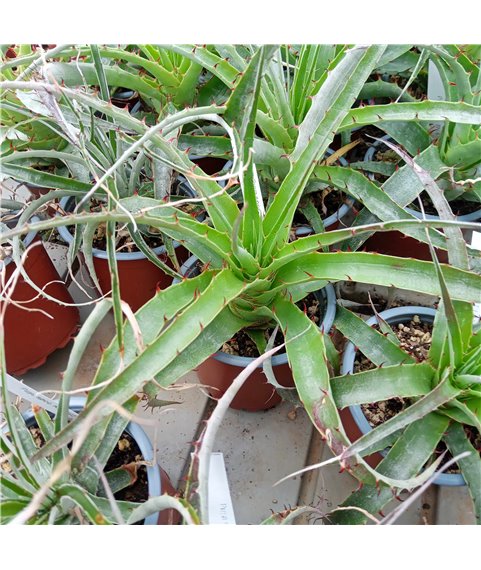 Puya sp RH5242