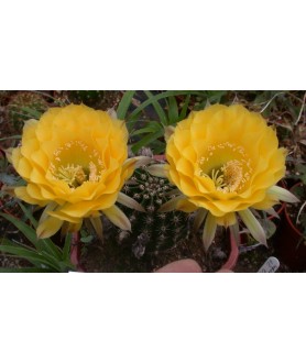 Echinopsis Coquette