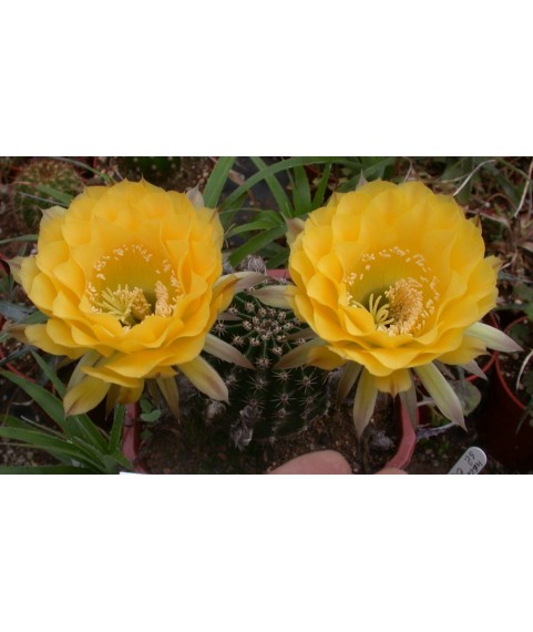 Echinopsis Coquette