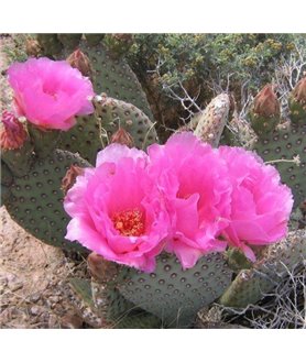 Opuntia basilaris