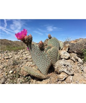 Opuntia basilaris