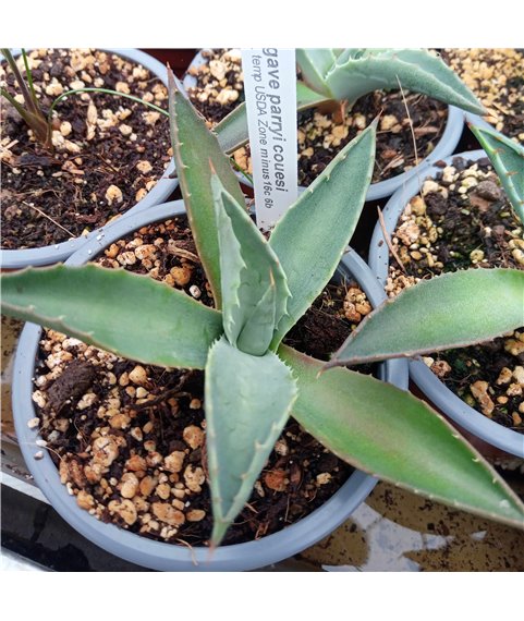 Agave parryi v. couesi