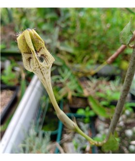 Ceropegia radicans x sandersonii