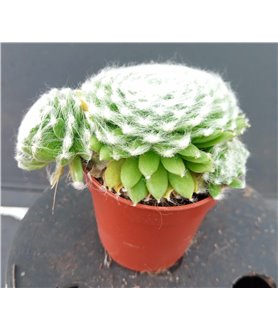 Sempervivum ciliosum